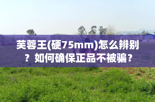 芙蓉王(硬75mm)怎么辨别？如何确保正品不被骗？